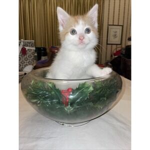 VTG Clear Glass Hollow Double Wall Display Bowl Table Decoration, Thick Glass